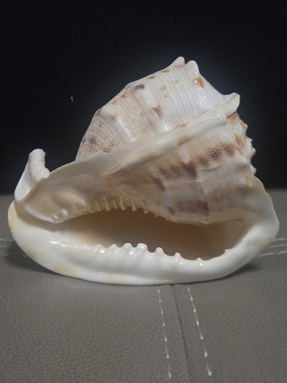 Beautiful Cassis Cornuta Shell 5” Stunning Sea Shell ~ Bin R - Picture 2 of 11